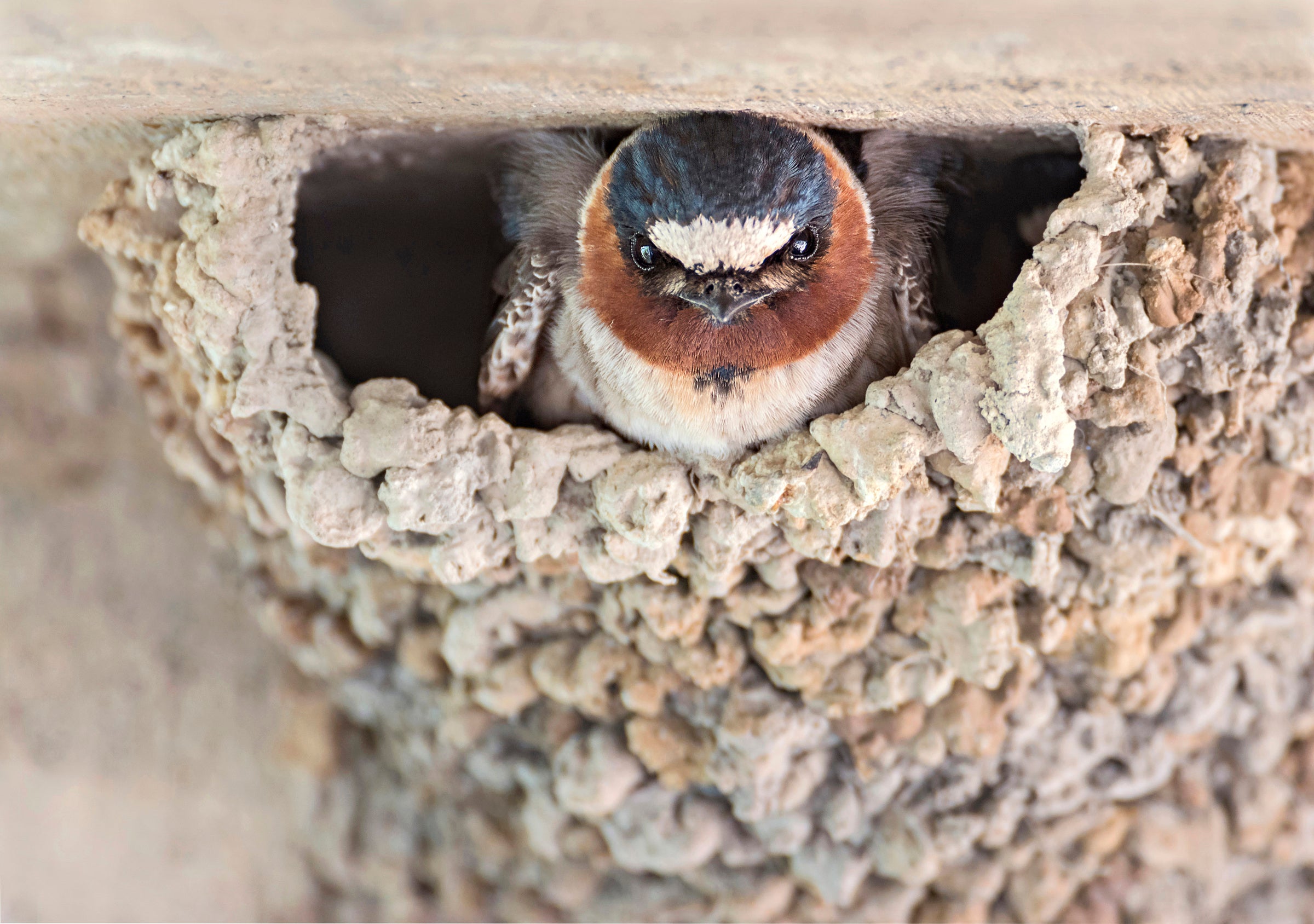 Cliff Swallow peeking out of nest.